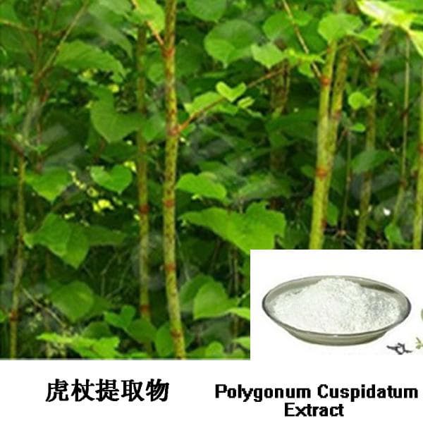 Polygonum Cuspidatum Extract_